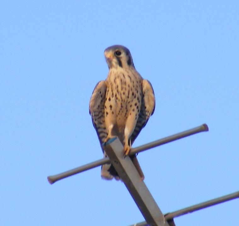 sparrow falcon