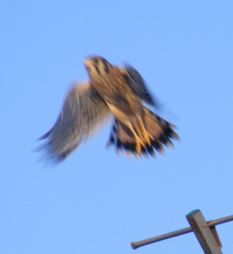 American Kestrel Falcon Takeoff
