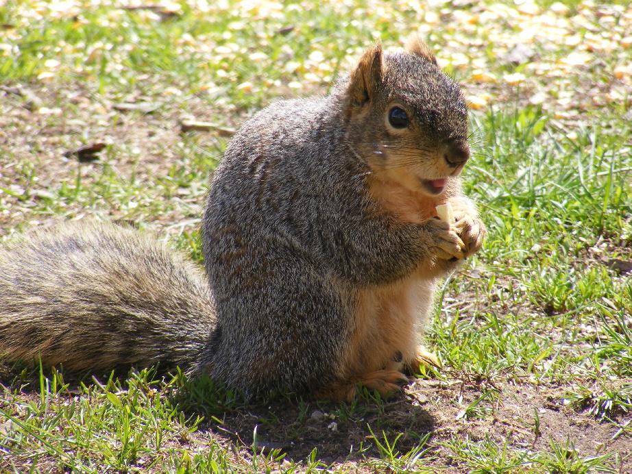 Fox Squirrel Eating a French Fry