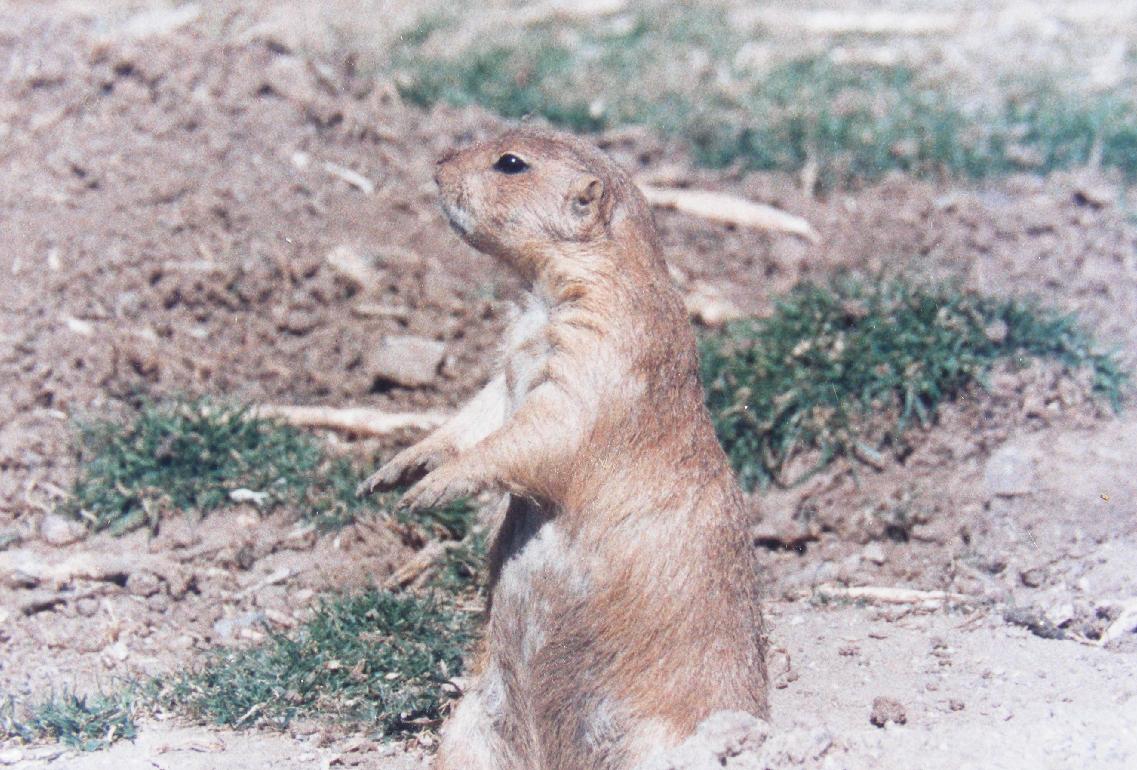 Prairie Dog Viewed From the Side