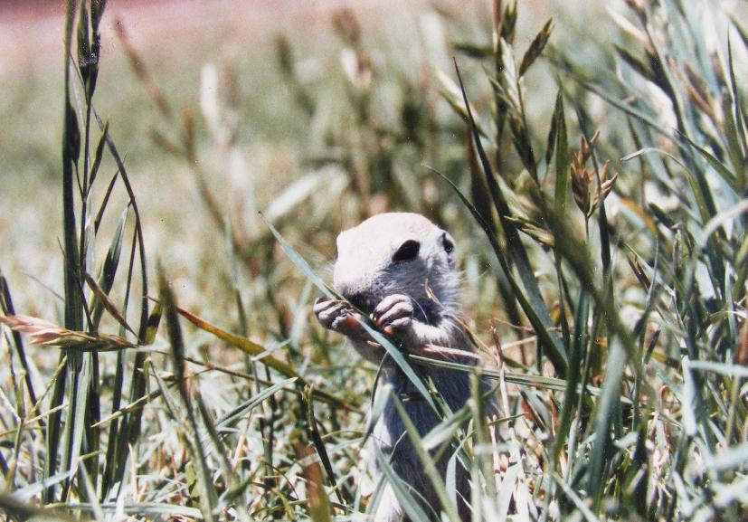 Baby Round-Tailed Ground Squirrel Bermuda Grass
