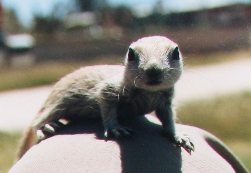 Baby Round-Tailed Ground Squirrel Knee