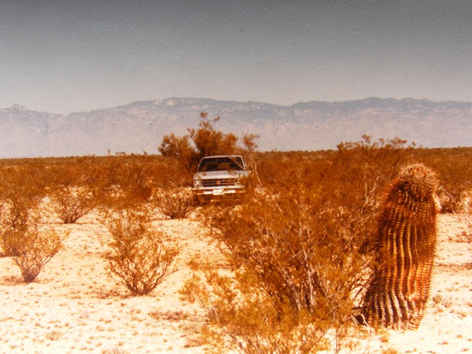 Barrel Cactus in the Desert with Mt. Lemmon Vista