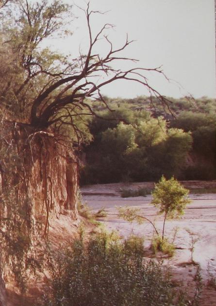 Cienega Creek Tree Overhanging Creek