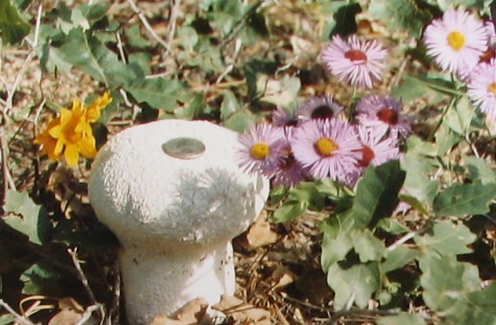 Mountain Mushroom and Wildflowers Near Pecos, New Mexico