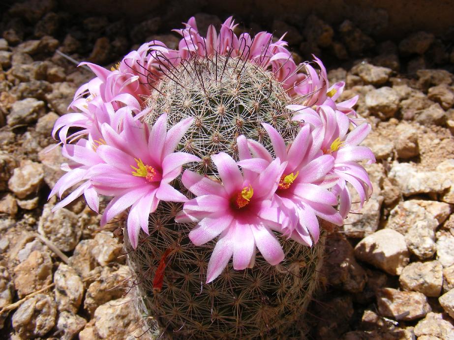 Pincushion Cactus Purple Flower Explosion