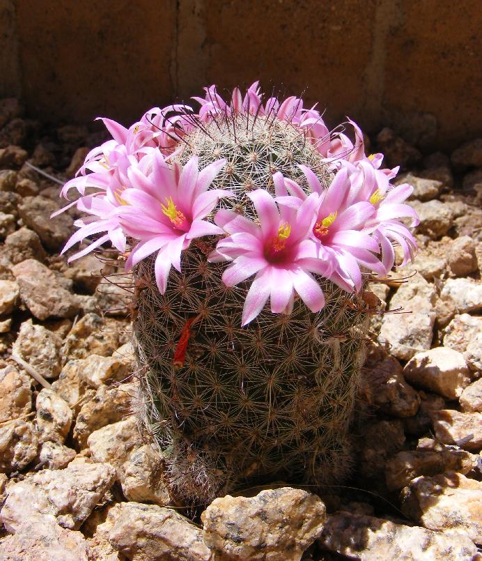 Pincushion Cactus Purple Flower Explosion