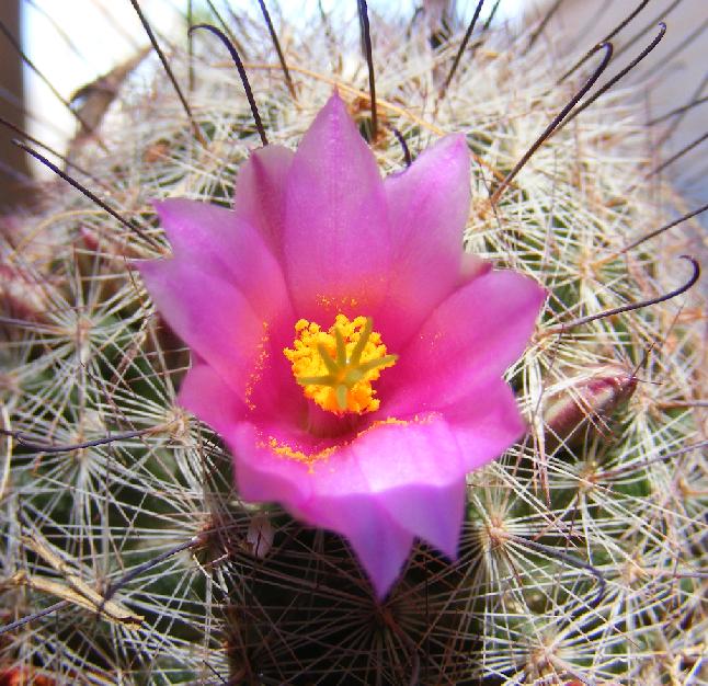 Pincushion Cactus Purple Flower Close-up
