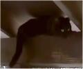 Video - Gato the amazing rafter cat